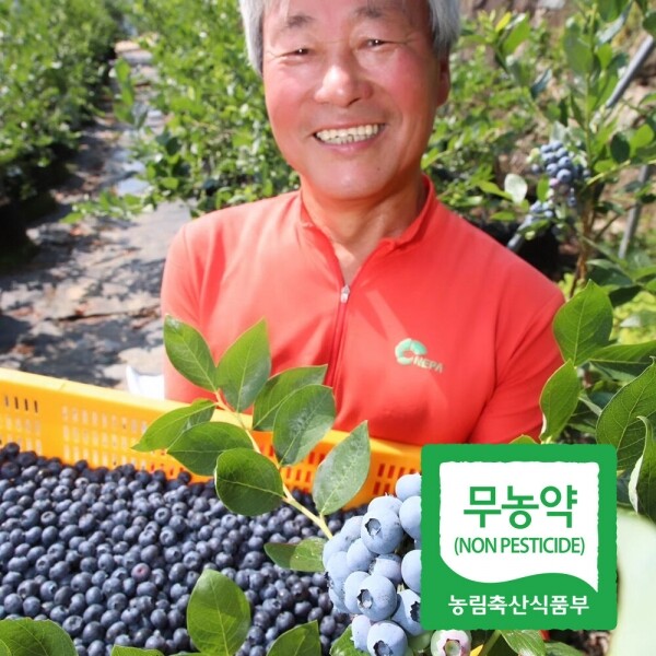 *10일부터 순차발송* 산청 블루베리 생과 1kg 특/특대/왕특 _허성회
